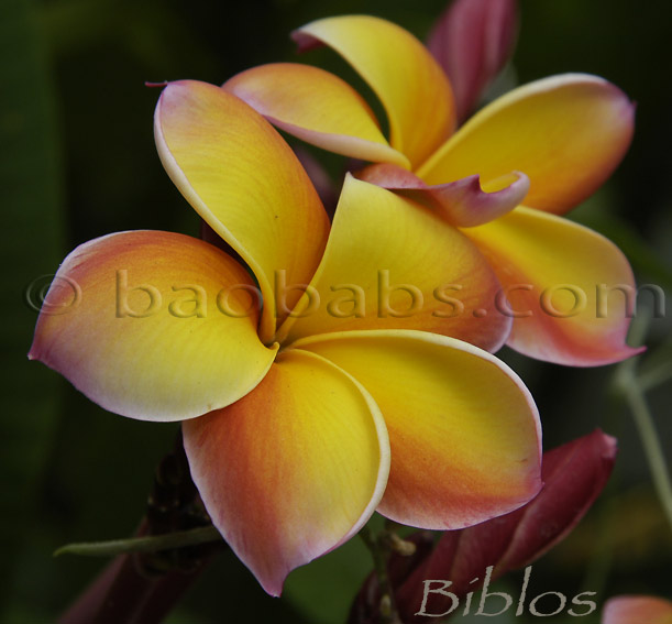 Plumeria rubra BIBLOS